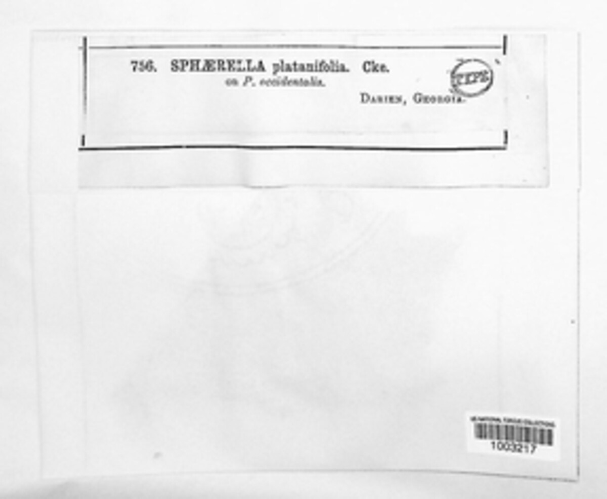 Mycosphaerella platanifolia image